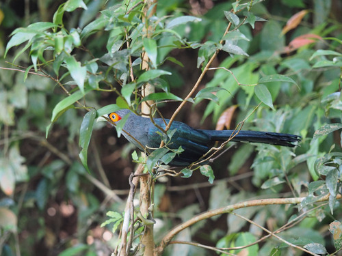 Chestnut-bellied Malkoha (Phaenicophaeus sumatranus), photo 3