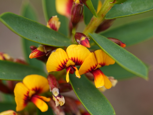 Eutaxia myrtifolia (Sm.) R.Br.