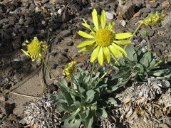 Enceliopsis covillei