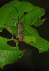 Melucha lineatella
