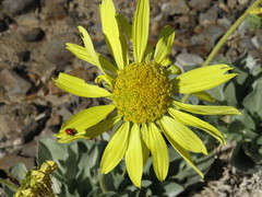 Enceliopsis covillei