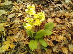 Primula veris macrocalyx