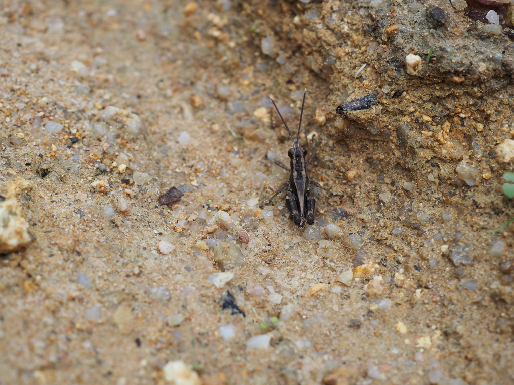 Traulia hainanensis