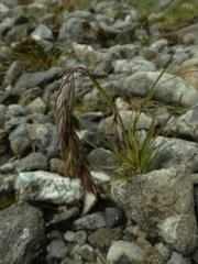 Poa subvestita