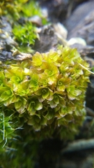 Syntrichia latifolia