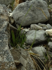 Poa subvestita