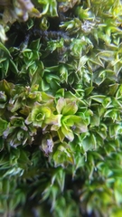 Syntrichia latifolia