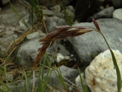 Poa subvestita