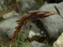Poa subvestita