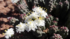 Euphorbia inermis