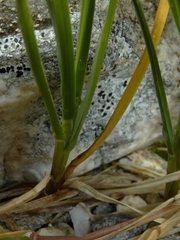 Poa subvestita