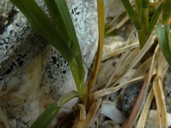 Poa subvestita