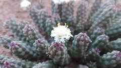 Euphorbia inermis
