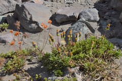 Senecio baccharidifolius