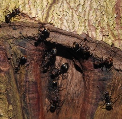 Dolichoderus quadridenticulatus