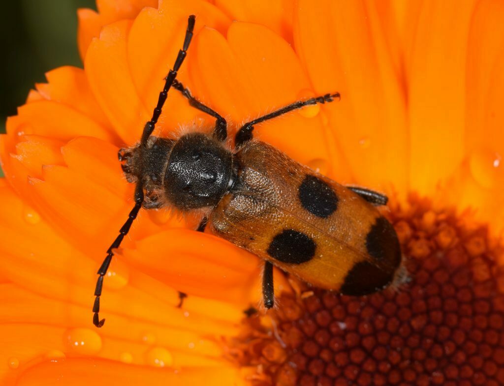 Semanotus russicus