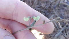 Dolichos hastiformis