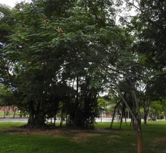 Adenanthera