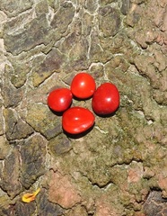 Adenanthera