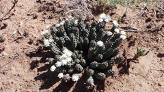 Euphorbia inermis
