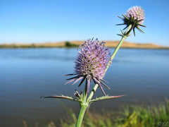 Eryngium articulatum