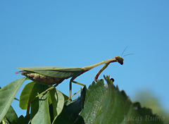 Parastagmatoptera unipunctata