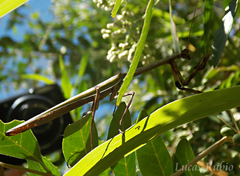 Pseudovates iheringi