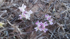 Dolichos hastiformis