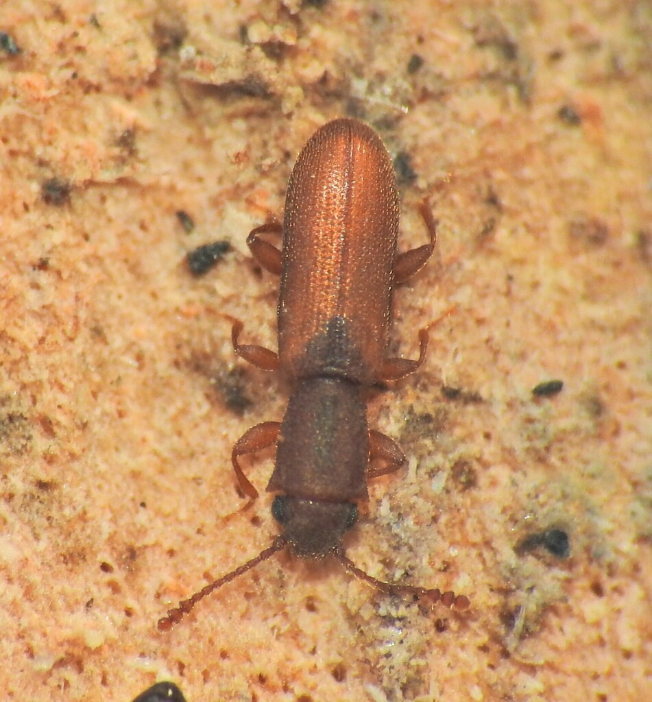 Silvanus castaneus