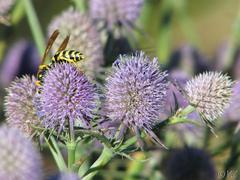 Eryngium articulatum