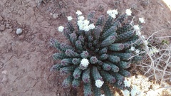 Euphorbia inermis