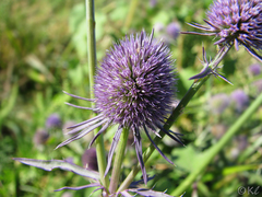 Eryngium articulatum
