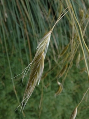 Chionochloa