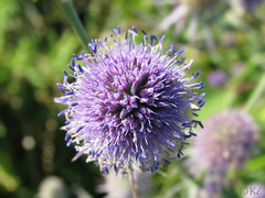 Eryngium articulatum
