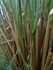 Chionochloa