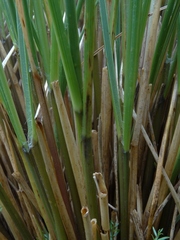 Chionochloa