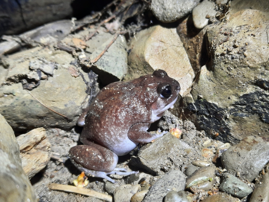 Moluccan Callulops Frog (Callulops dubius)