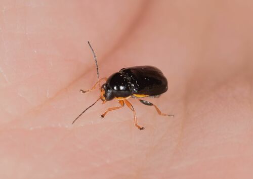 Cryptocephalus frontalis