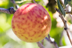 Andricus vacciniifoliae