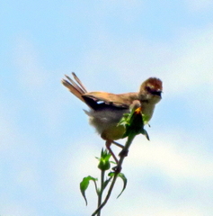 Cisticola brachypterus