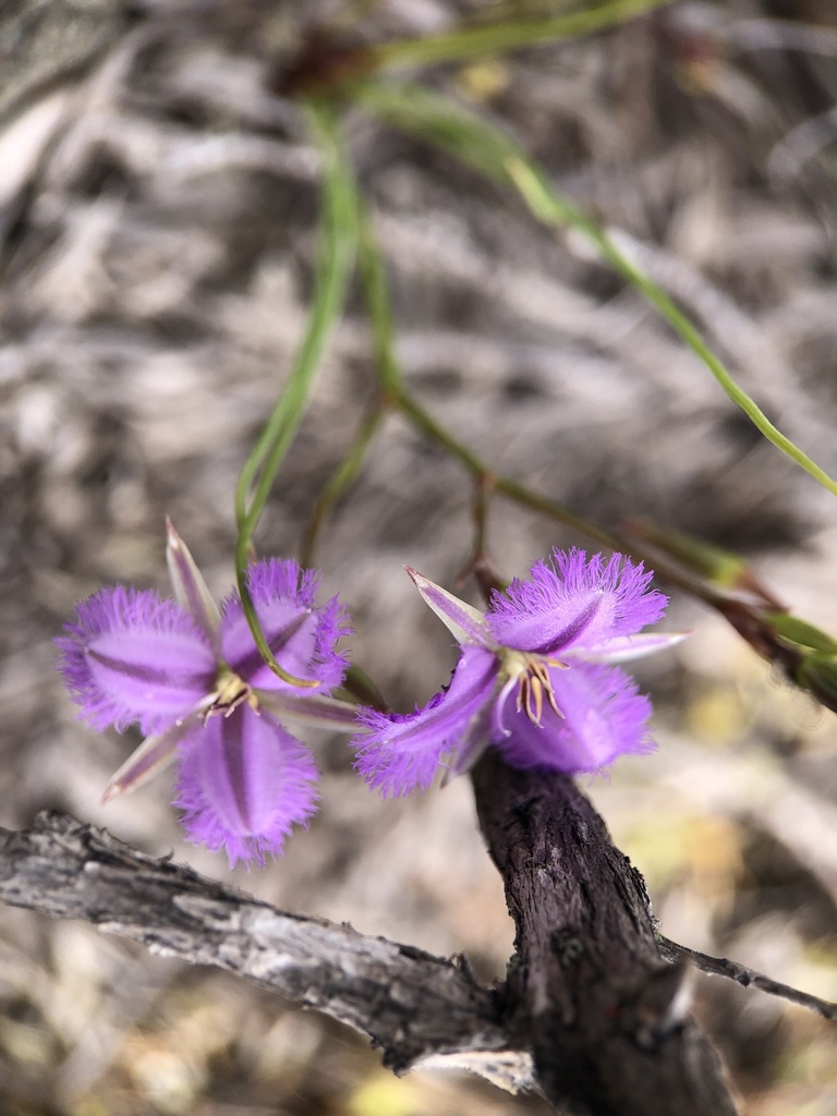 Thysanotus isantherus