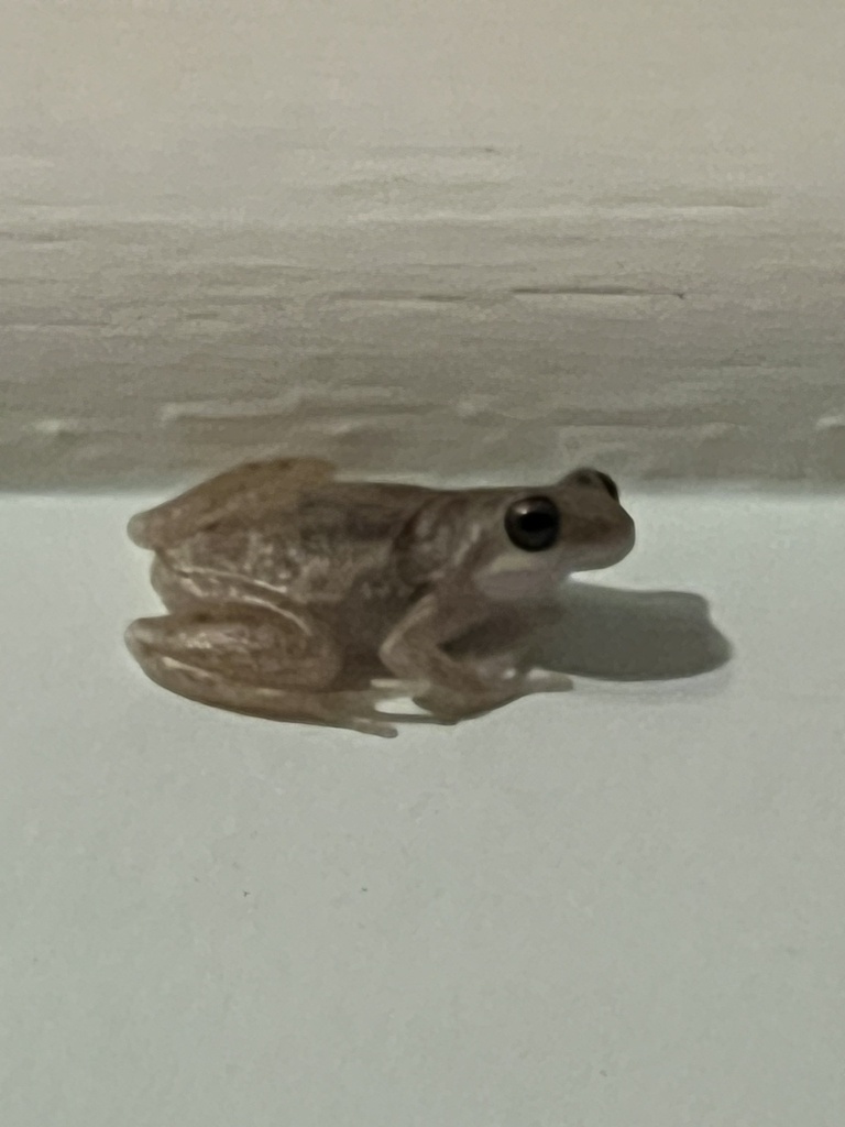 Roth's Tree Frog from Point Stuart, NT, AU on September 30, 2023 at 08: ...