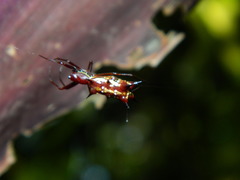 Micrathena swainsoni