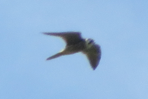 Falco amurensis image