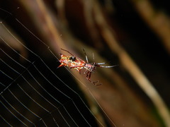Micrathena swainsoni