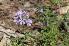 Phlox divaricata laphamii
