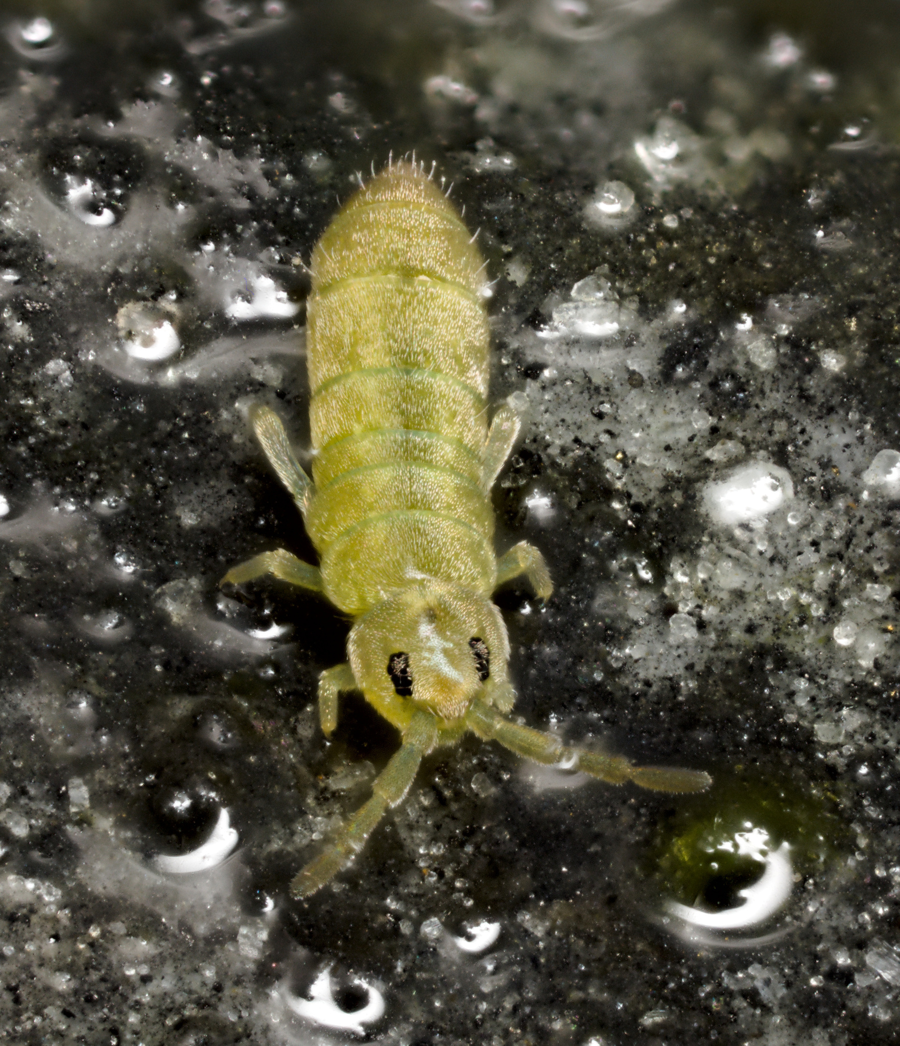 Agrenia parkeri A.Fjellberg & E.C.Bernard, 2009