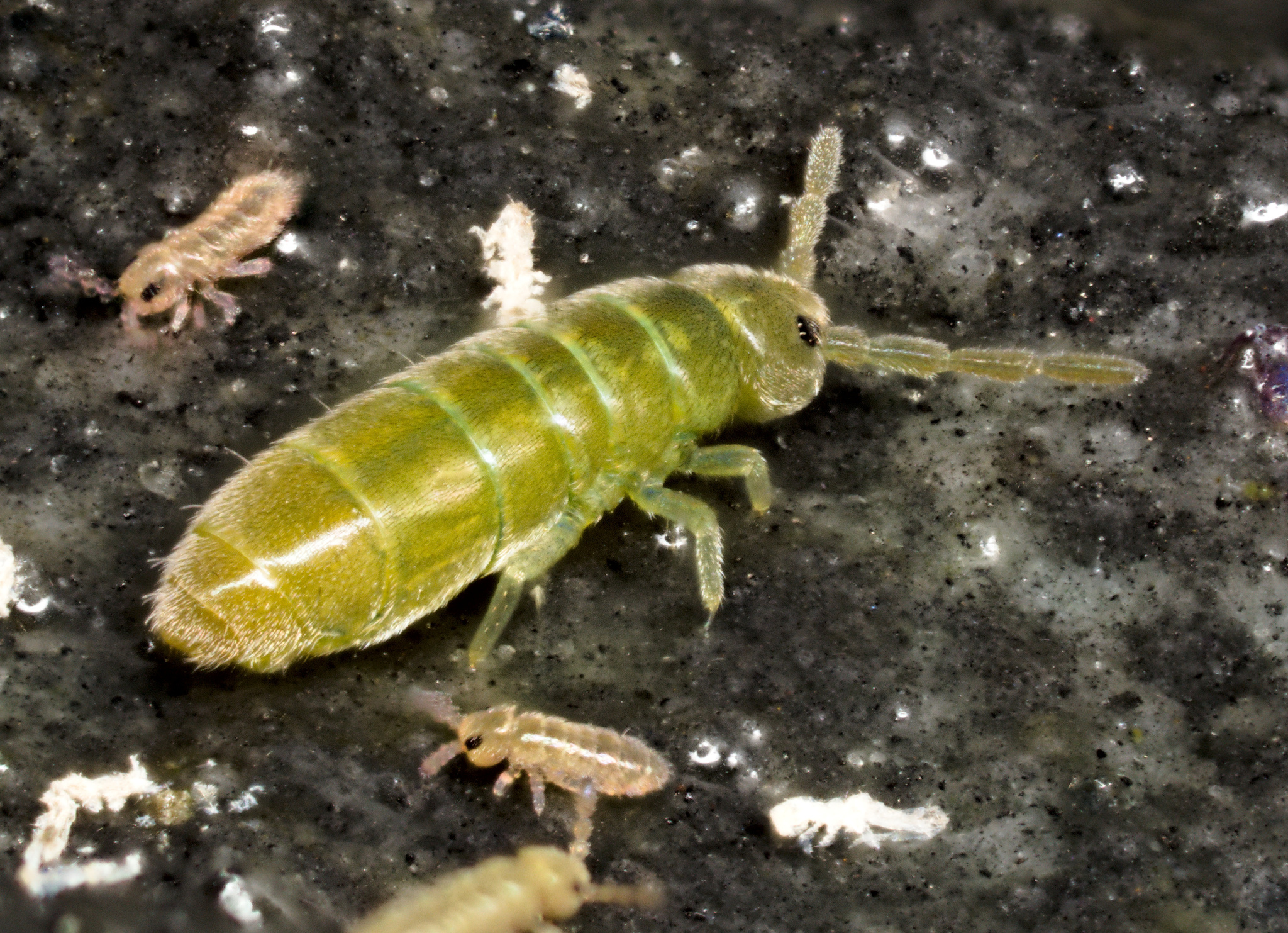 Agrenia parkeri A.Fjellberg & E.C.Bernard, 2009