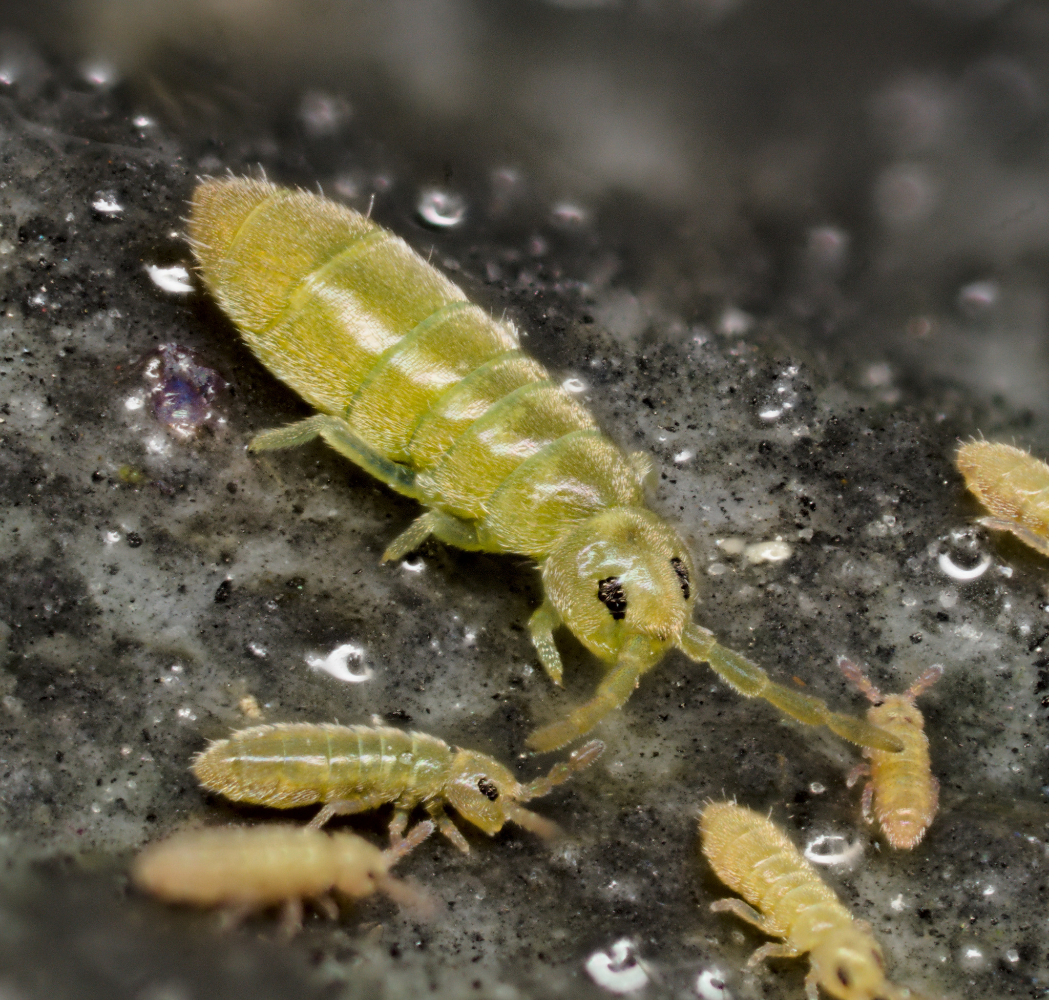 Agrenia parkeri A.Fjellberg & E.C.Bernard, 2009