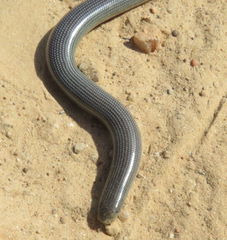 Afrotyphlops mucruso